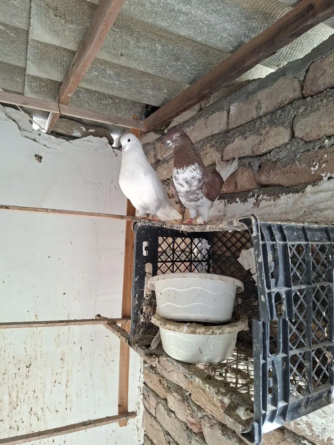 ۴تا کفتر پرشی تصمین|پرنده|بندر ترکمن, |دیوار