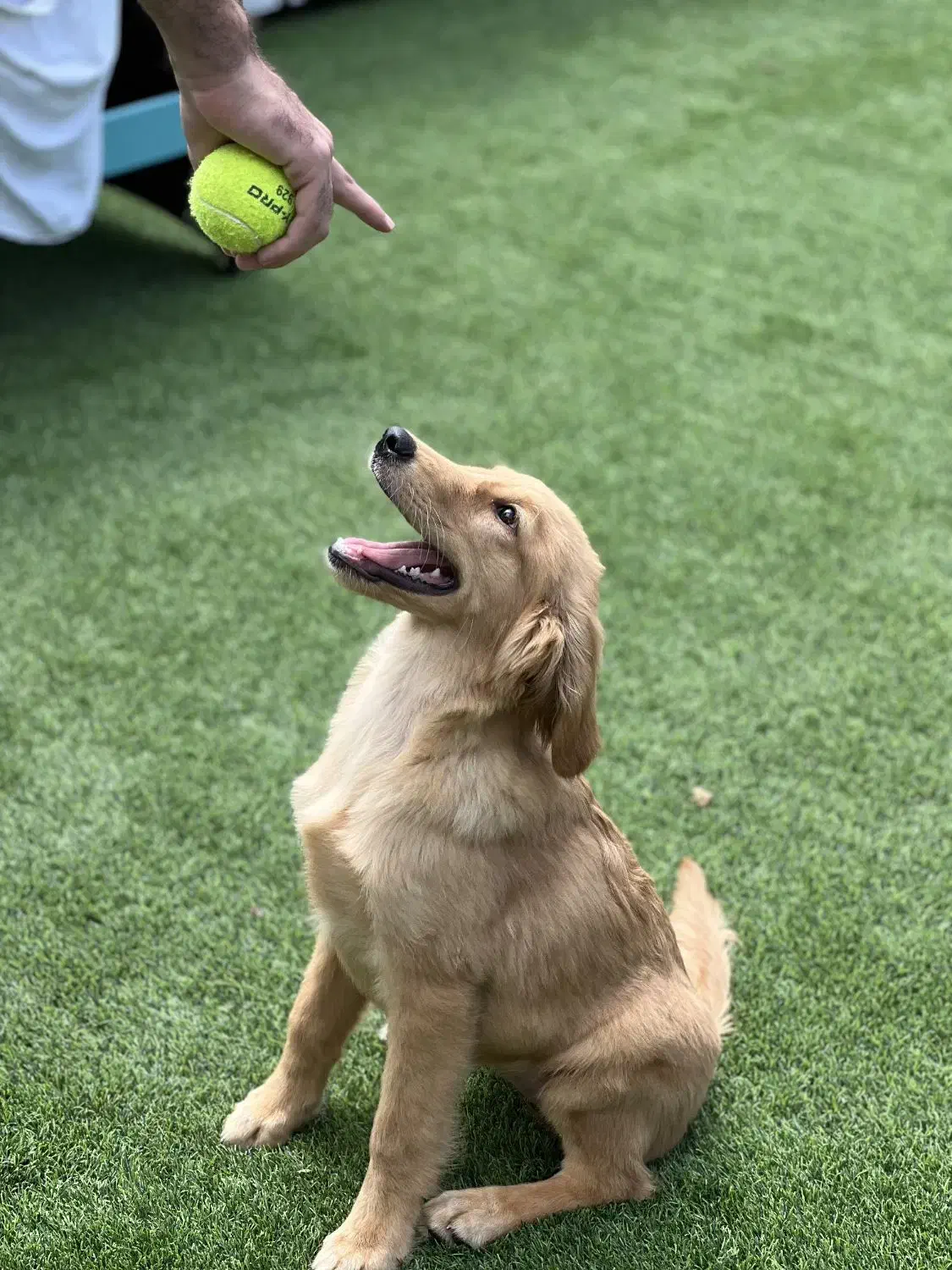 سگ گلدن رتریور واگذاری|سگ|گرگان, |دیوار