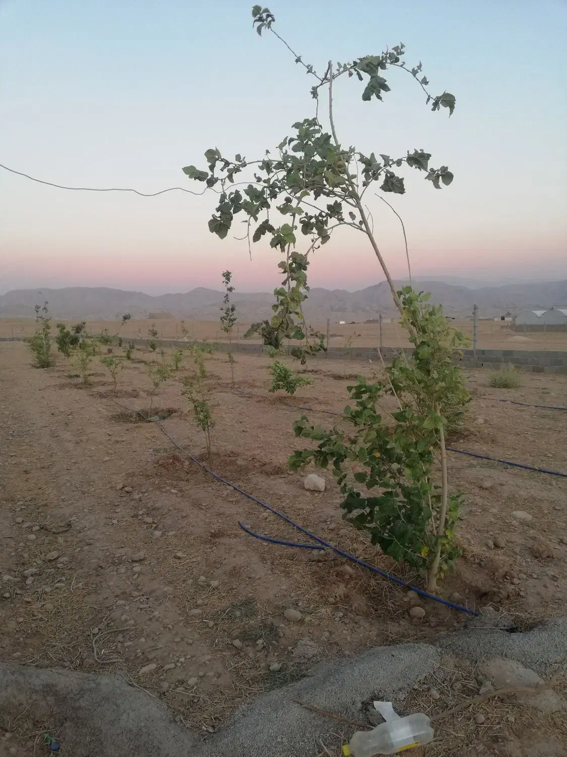زمین کشاورزی مناسب برای گلخانه و باغ ویلا|فروش زمین و ملک کلنگی|اهواز, زیتون کارمندی|دیوار