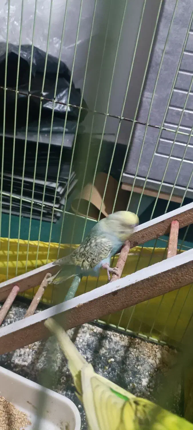 مرغ عشق|پرنده|اندیمشک, |دیوار