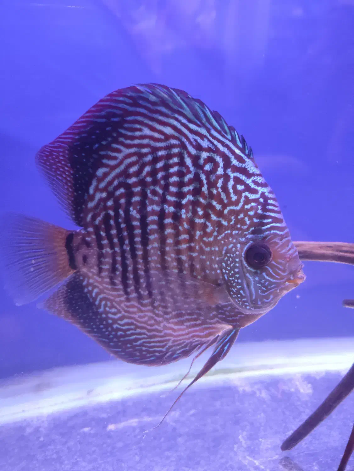 ماهی|ماهی|پاکدشت, پاکدشت (مامازند)|دیوار