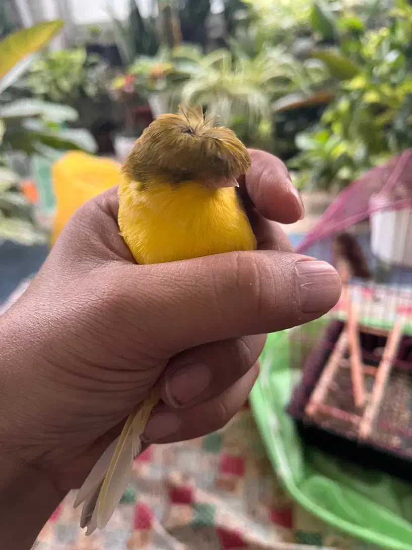 قناری نژاد گلاستر|پرنده|ساری, |دیوار