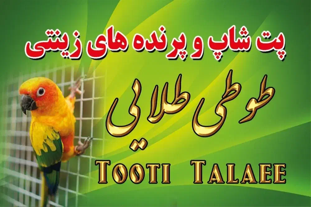 فقط طوطی سانان عروس ملنگو برزیلی کاسکو و...|پرنده|ملارد, |دیوار