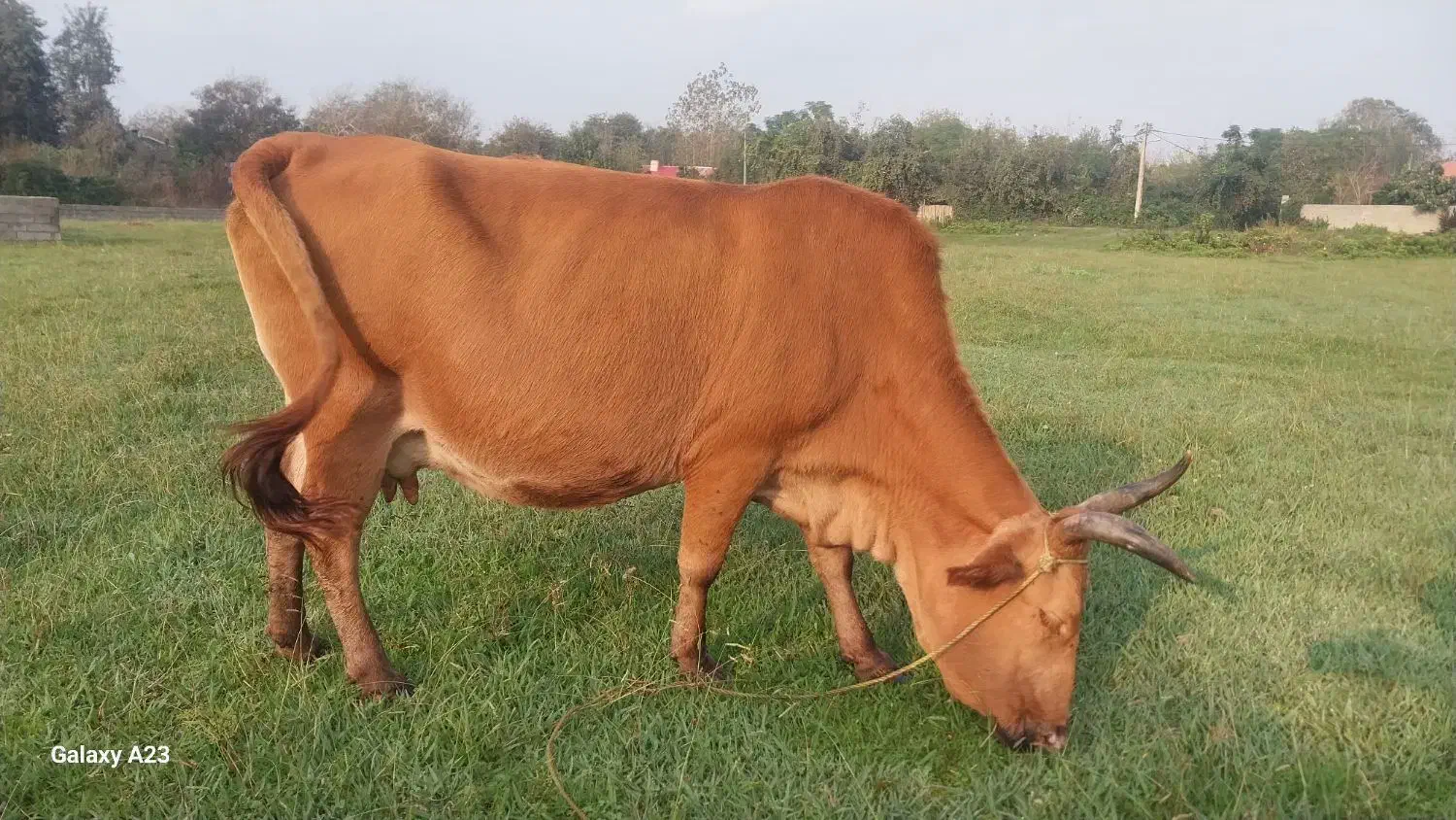 گاووگوساله لیشه چالوسی شکمدار۸ماه|حیوانات مزرعه|لولمان, |دیوار