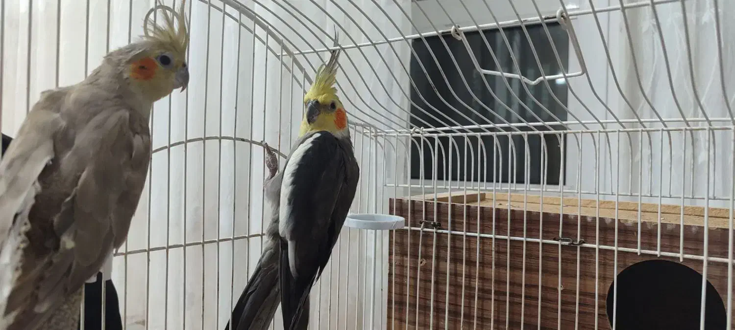 عروس هلندی|پرنده|چرداول, |دیوار