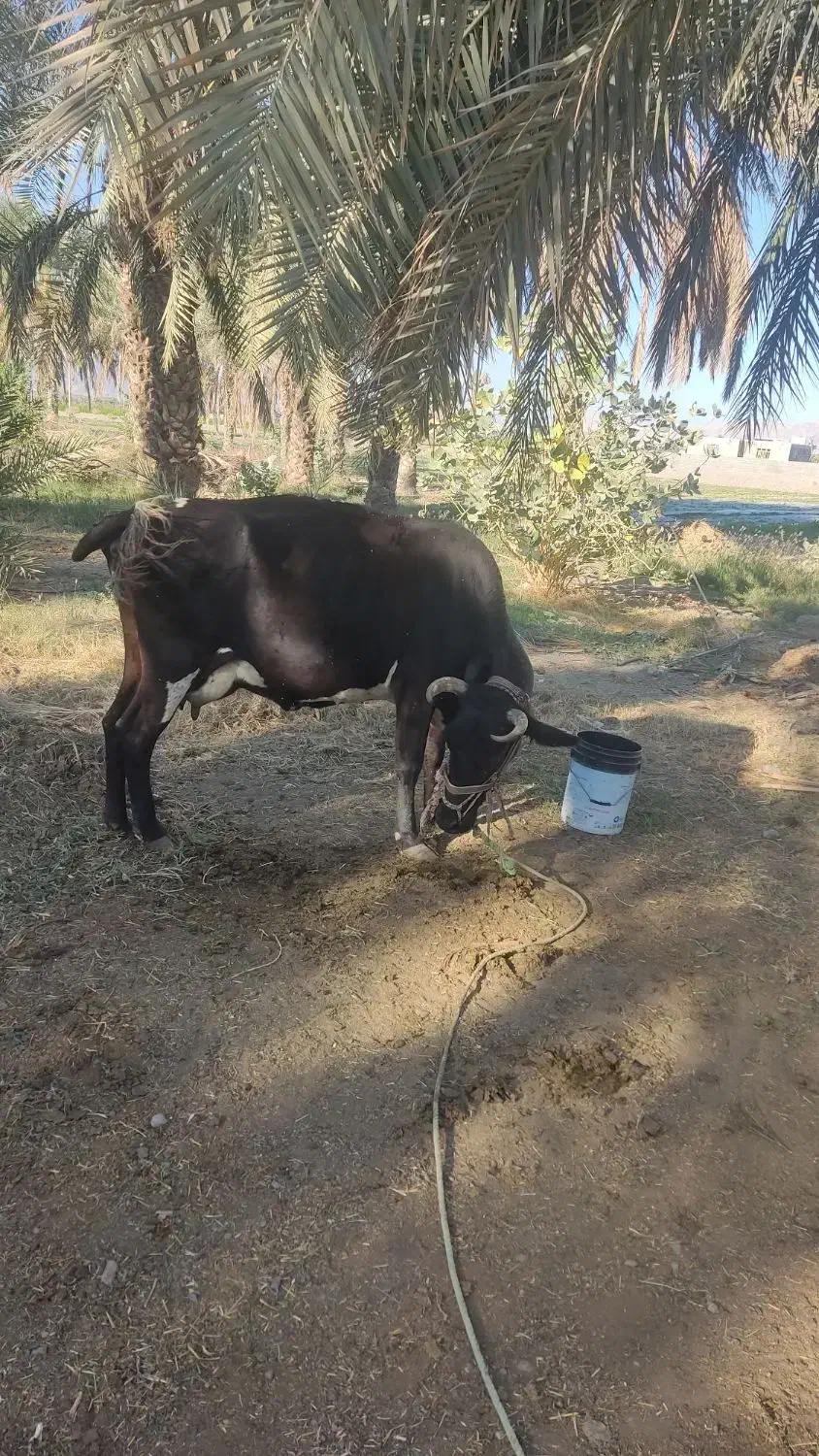 گاو اسرائیلی چاق و سرحال شیردِه|حیوانات مزرعه|منوجان, |دیوار