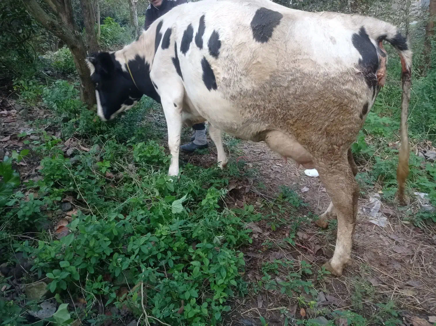 گاوشیری هلشتاین گوساله نر سمینتال جنس|حیوانات مزرعه|کلاچای, |دیوار