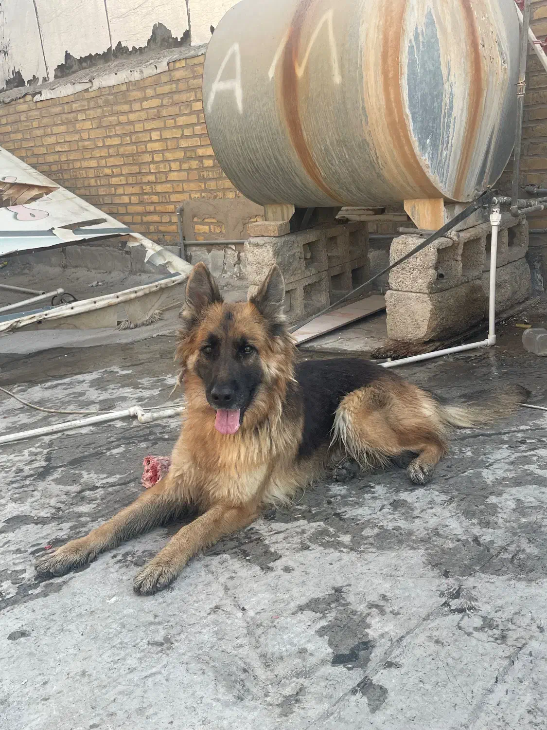 ژرمن شولاین|سگ|بهبهان, |دیوار