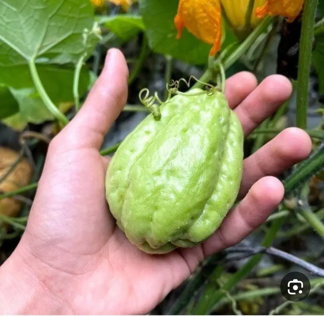 میوه چایوت|خوردنی و آشامیدنی|بابلسر, |دیوار