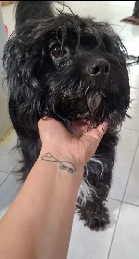 سگ پیدا شده|حیوانات|هشتگرد, فاز ۷ مهستان|دیوار