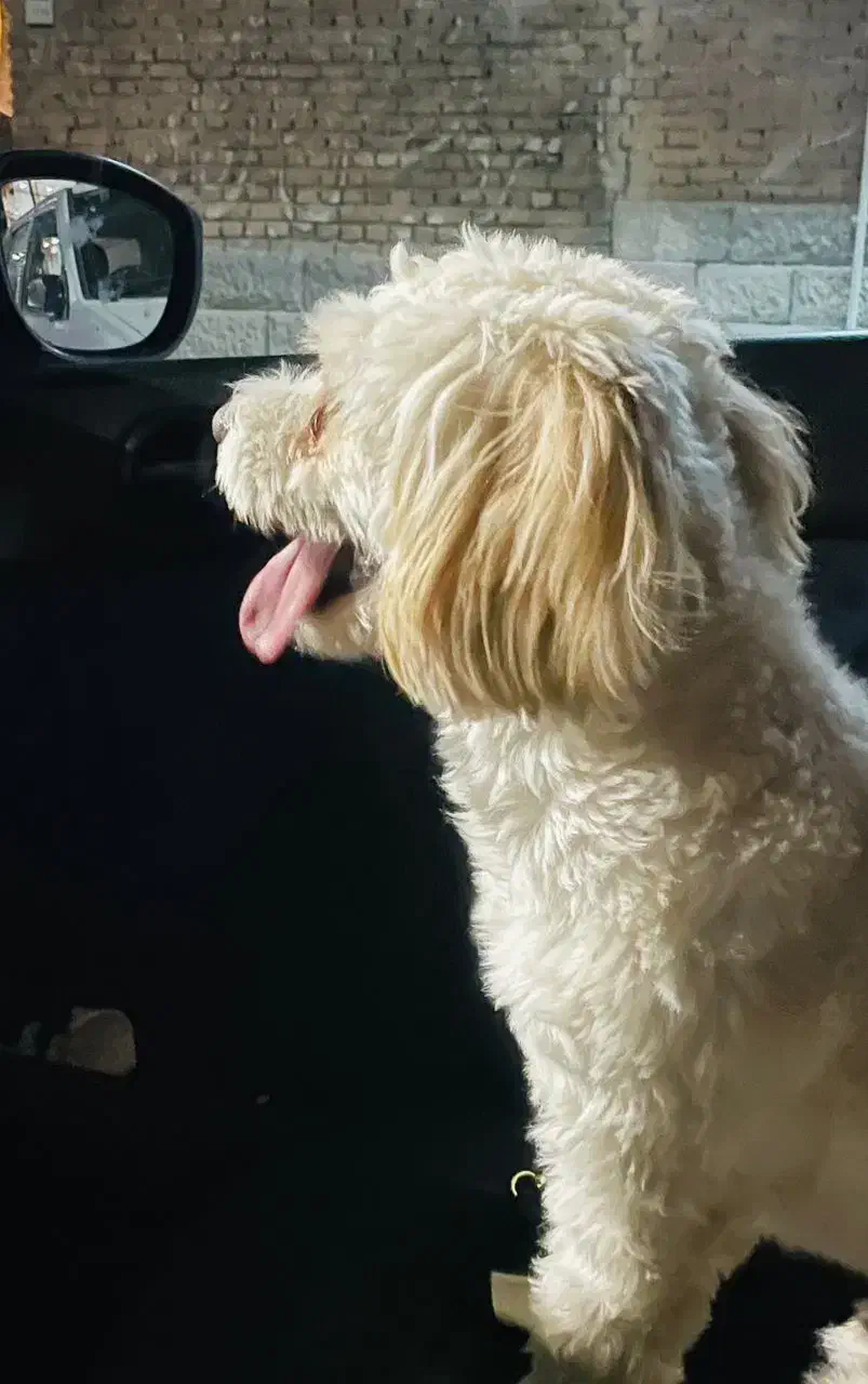 سگ شیتزو|سگ|مهاباد (آذربایجان غربی), |دیوار