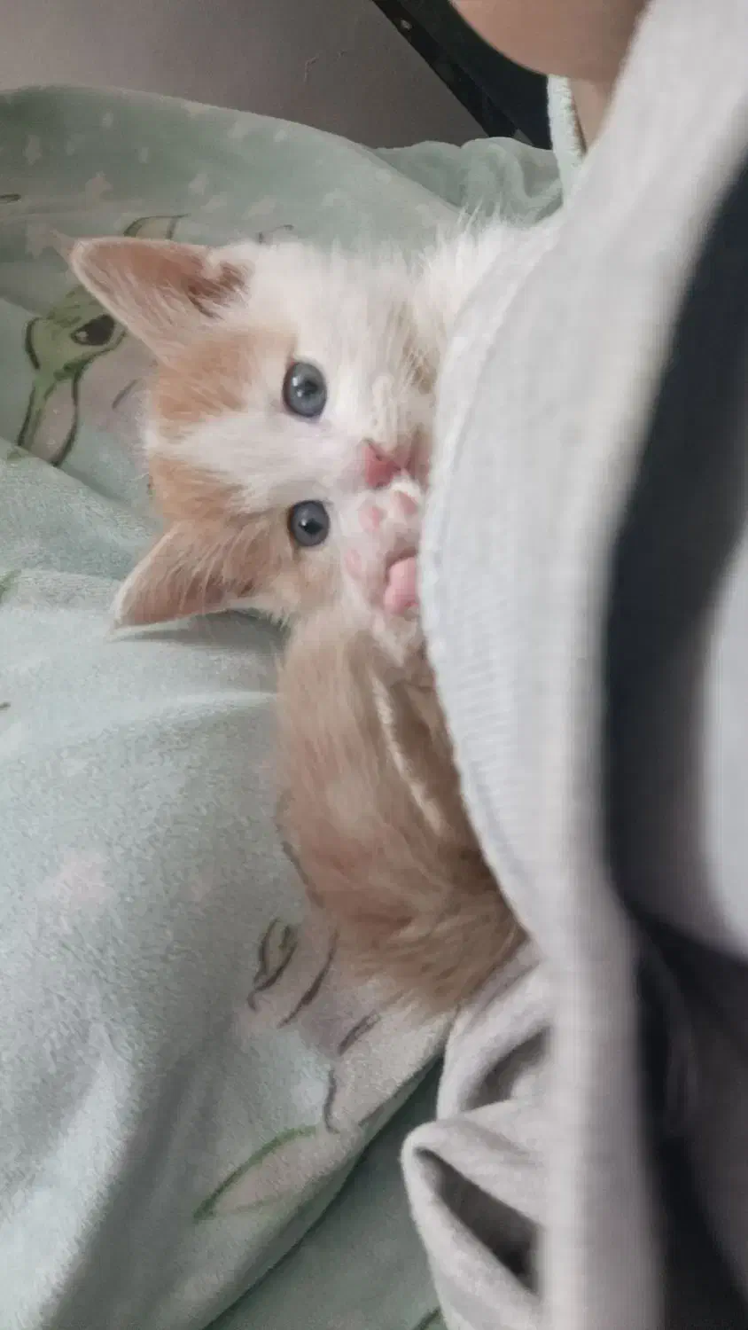 بچه گربه ناز واکسن خورده|گربه|پاکدشت, پاکدشت (مامازند)|دیوار