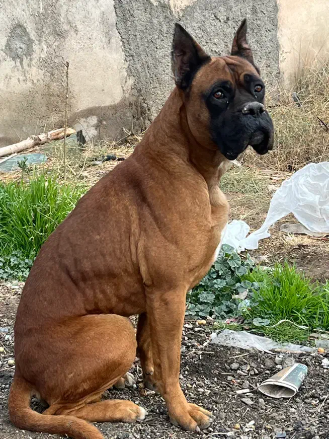 سگ گمشده|حیوانات|پاکدشت, پاکدشت (مامازند)|دیوار