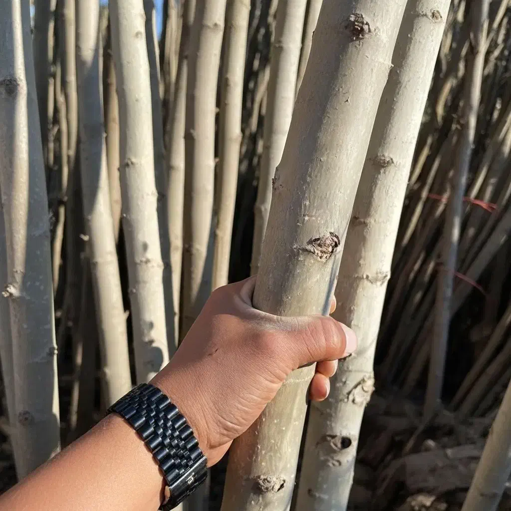 نیگرا ترکیه وارداتی|گل و گیاه طبیعی|تاکستان, |دیوار