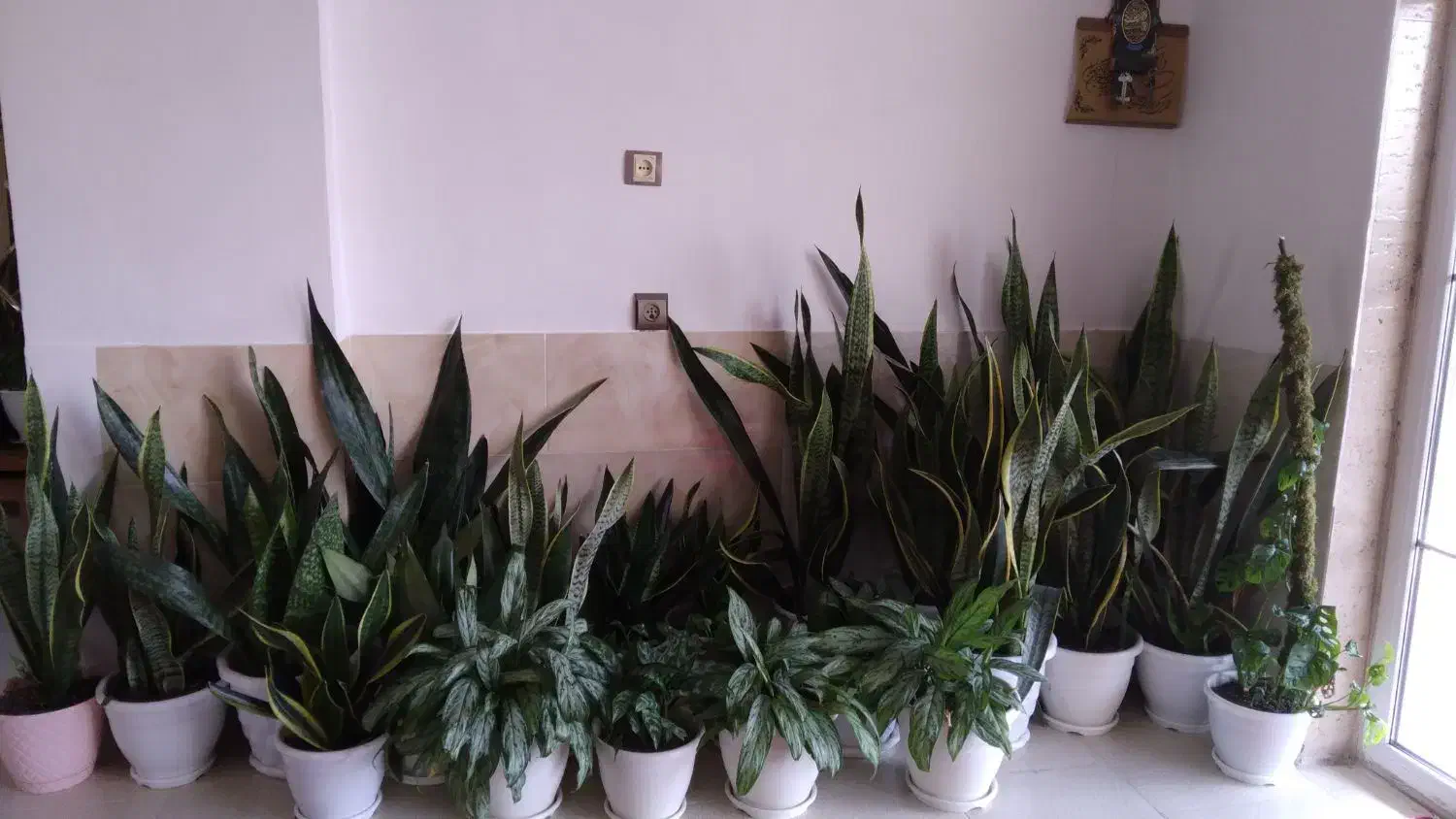 فروش گل و گیاه|گل و گیاه طبیعی|تولم شهر, |دیوار