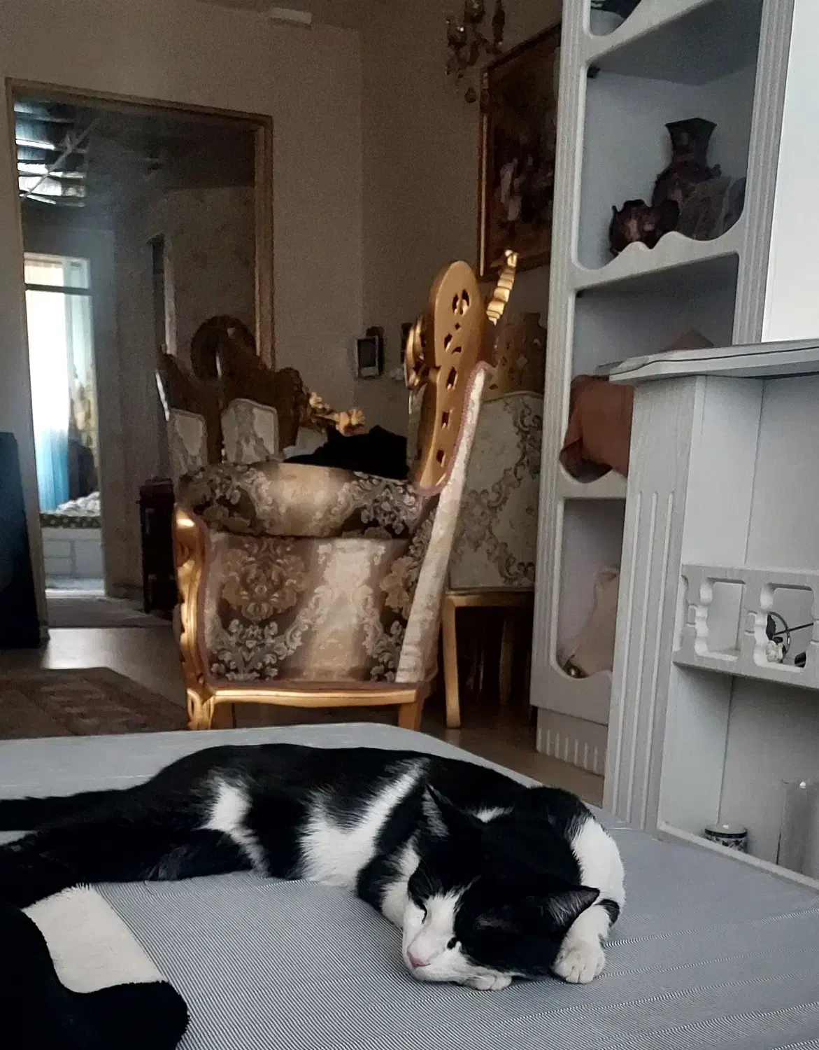 مبلمان سلطنتی|مبلمان خانگی و میز عسلی|قزوین, |دیوار