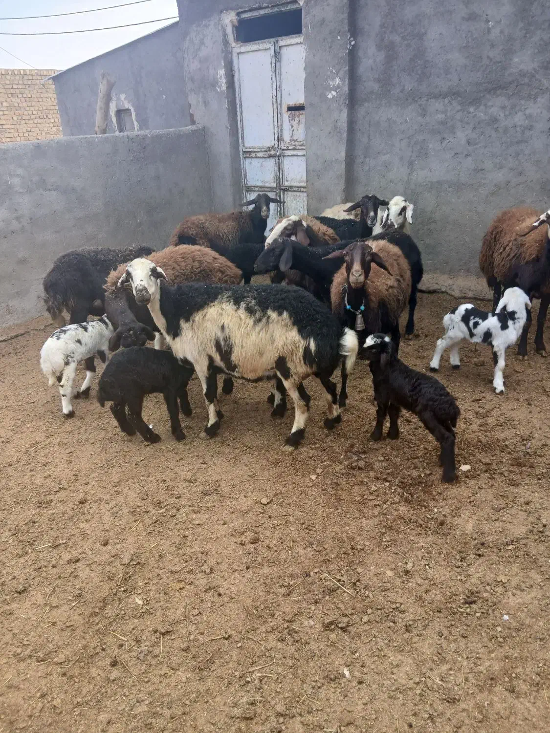 میش وبره|حیوانات مزرعه|بروجرد, |دیوار