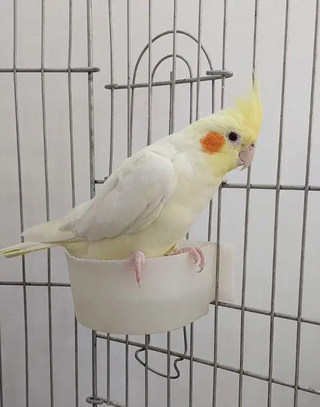 عروس هلندی نر لوتینو|پرنده|گلستان (تهران), |دیوار