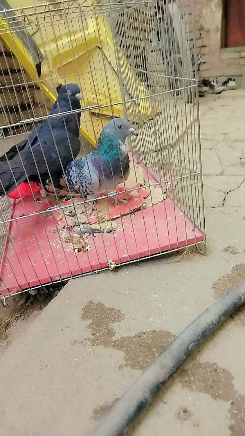 کبوتر زاغ آبادانی و پلاکی|پرنده|جیرفت, |دیوار