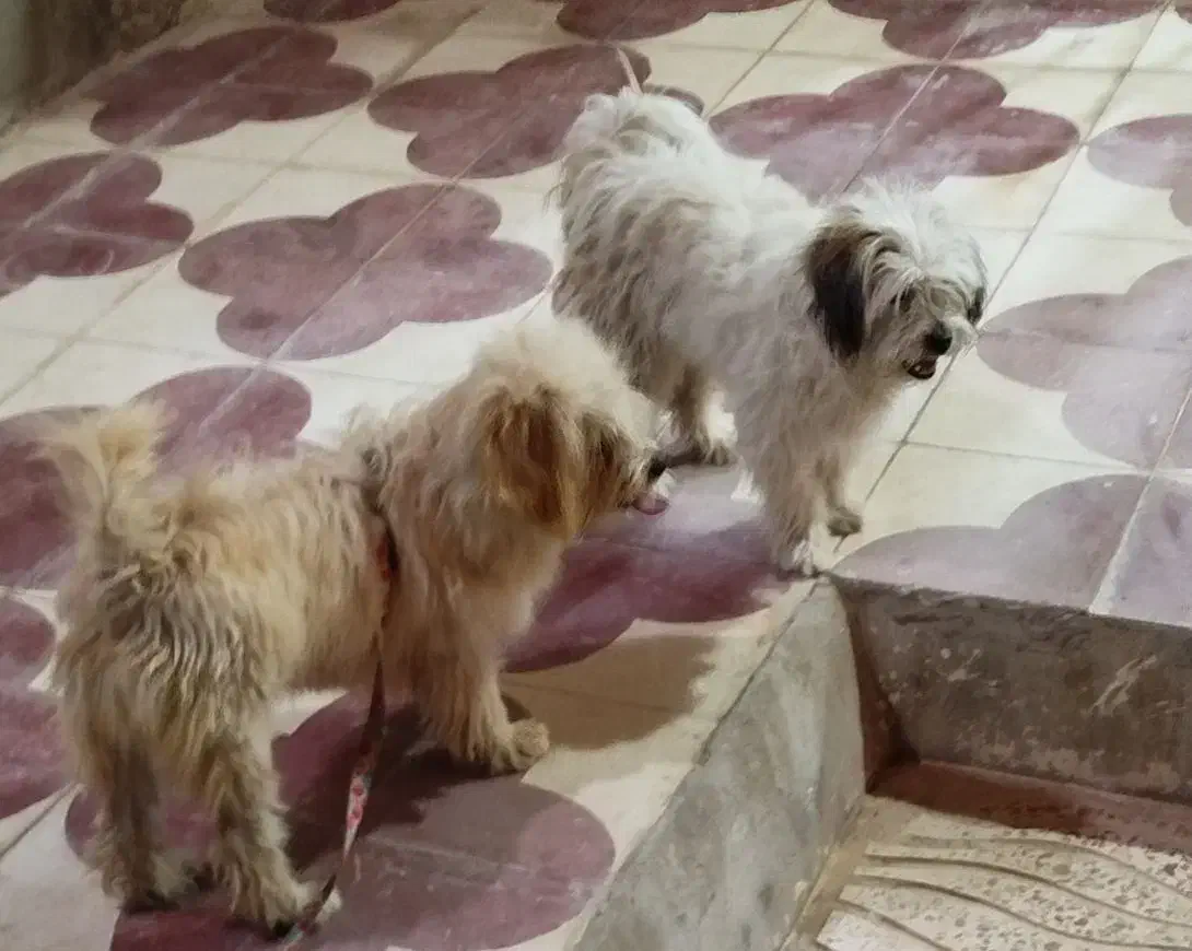 سگنژادشیتزوکراس،ونژاداشپیزپامر|سگ|شیراز, داریون|دیوار