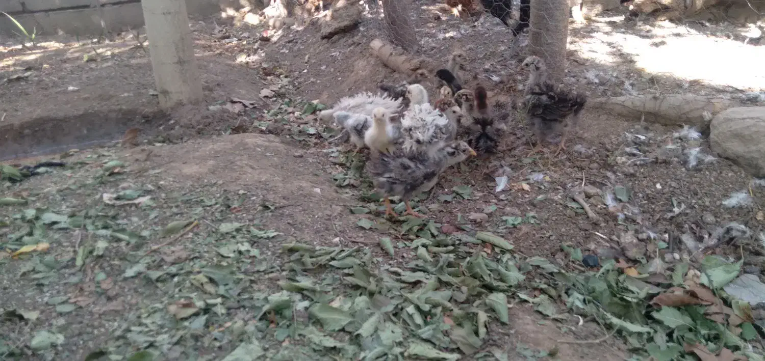 جوجه فری زیبا کمیاب قابل معاوضه|حیوانات مزرعه|جوین, |دیوار