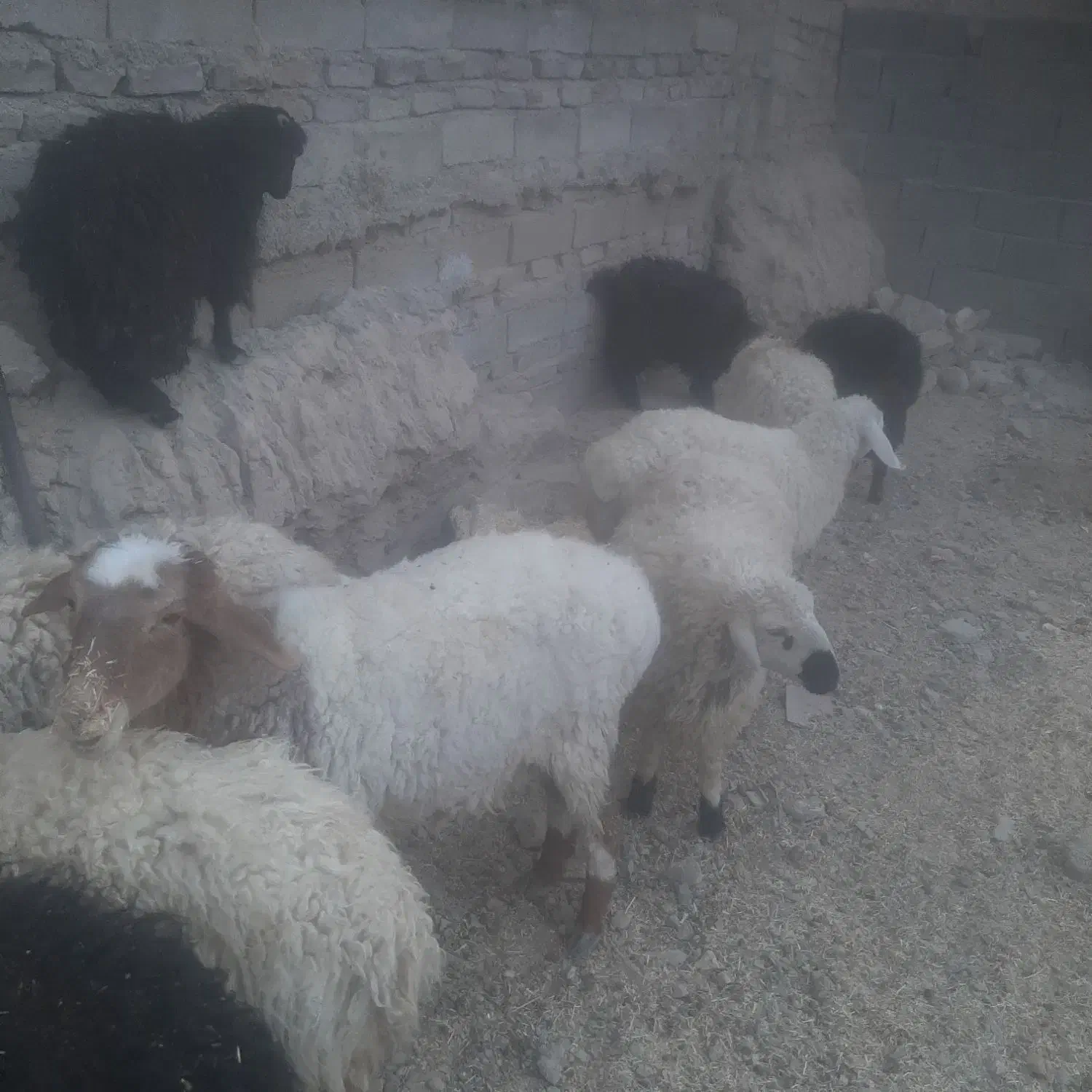 بره وبزغاله وگوسفند وبز|حیوانات مزرعه|زاهدان, |دیوار