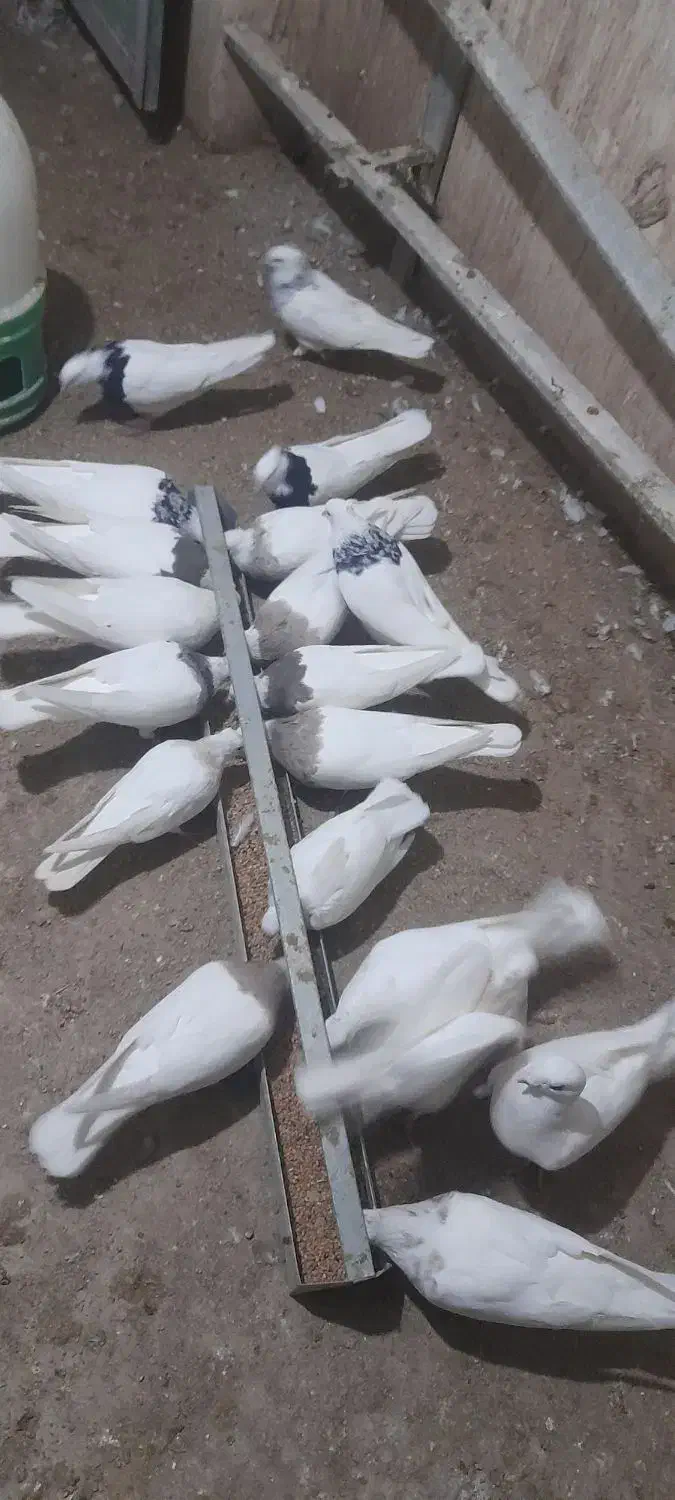 طوقی کرمانشاهی|پرنده|چرام, |دیوار