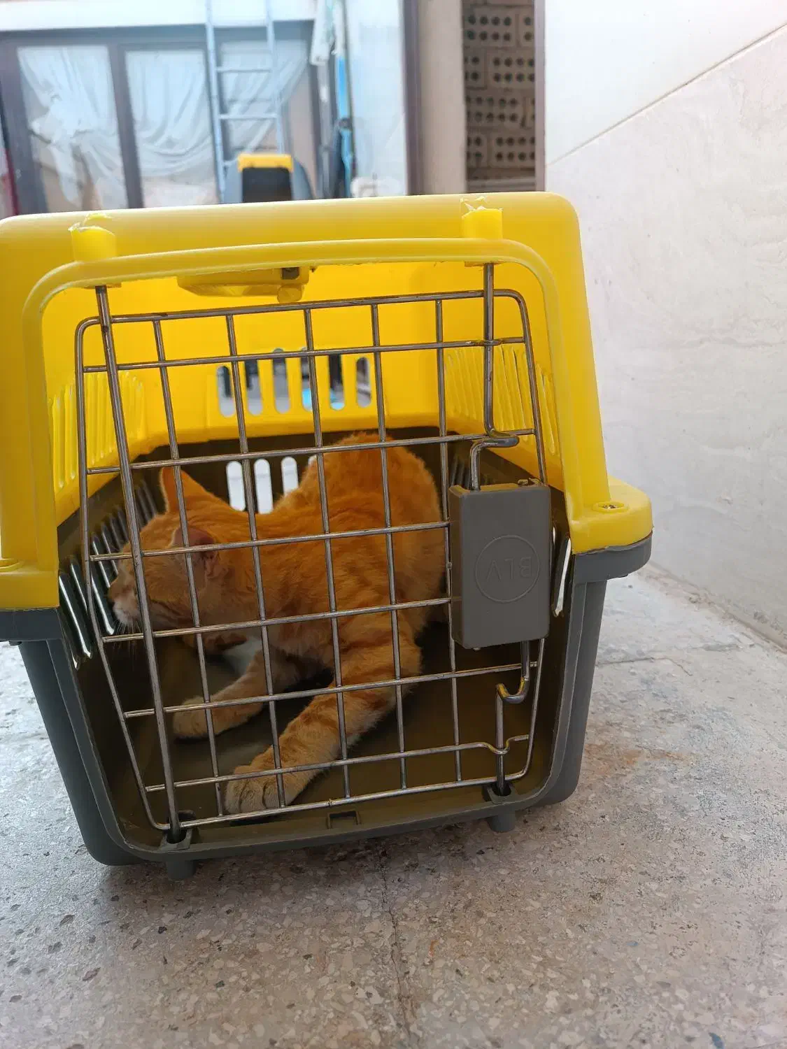 وسایل گربه درحد نو|لوازم جانبی حیوانات|ورامین, ورامین|دیوار