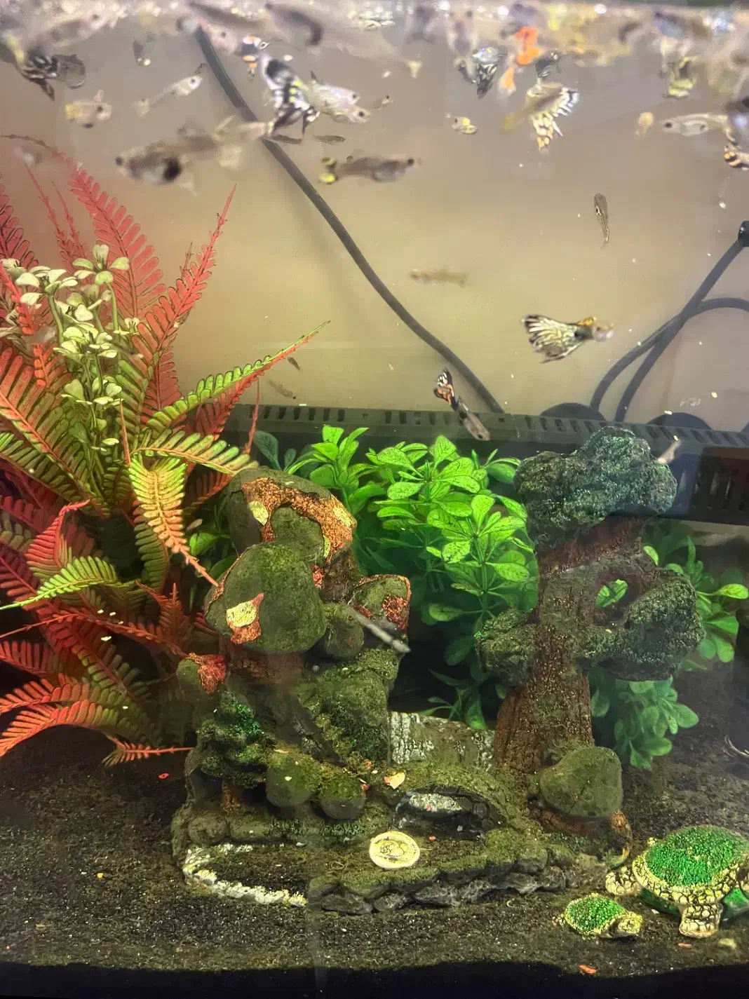 ماهی گوپی ارزان در سایزهای مختلف|ماهی|تهران, صفا|دیوار