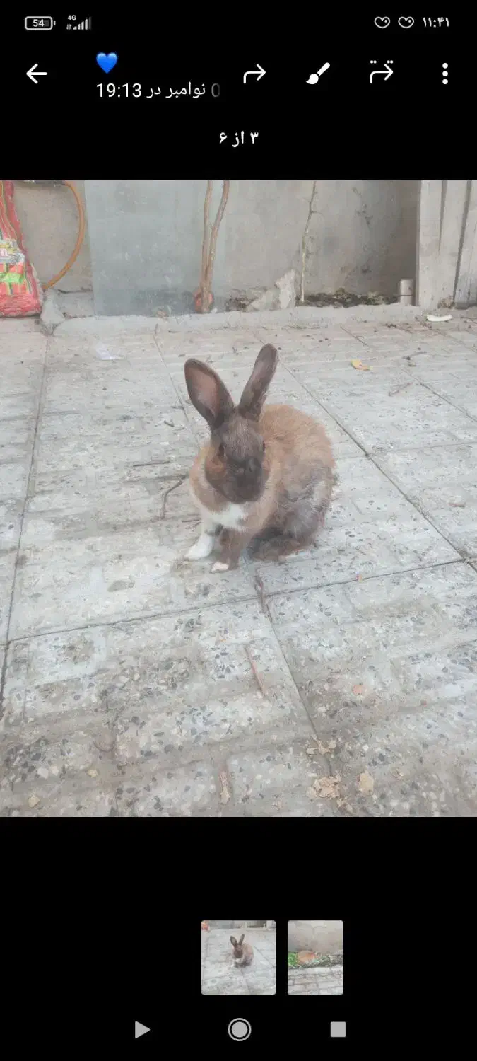 یه جفت خرگوش|موش و خرگوش|اسلامآباد غرب, |دیوار