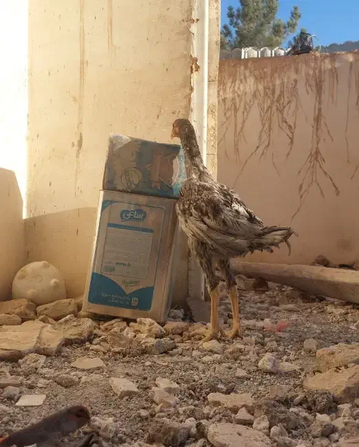 لاری|حیوانات مزرعه|تربتحیدریه, رجایی|دیوار