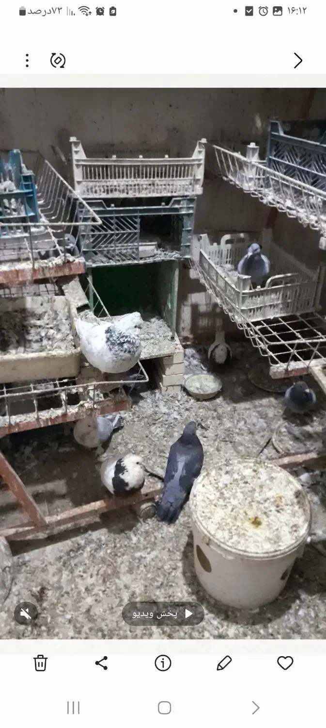 فروش کبوتر|پرنده|چمران, |دیوار
