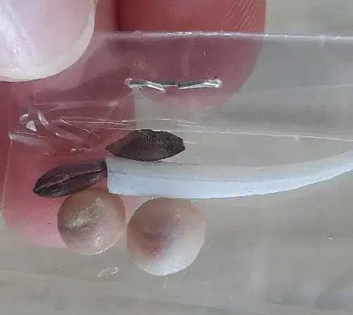 مهره اصل با تخفیف 800هزار|جواهرات|کاشان, گارزگاه|دیوار