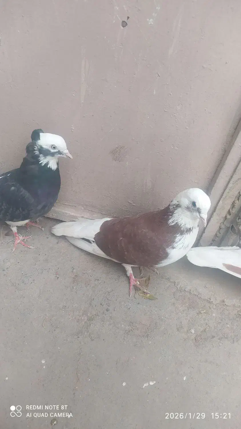 کفتر|پرنده|قم, باغ شازده|دیوار