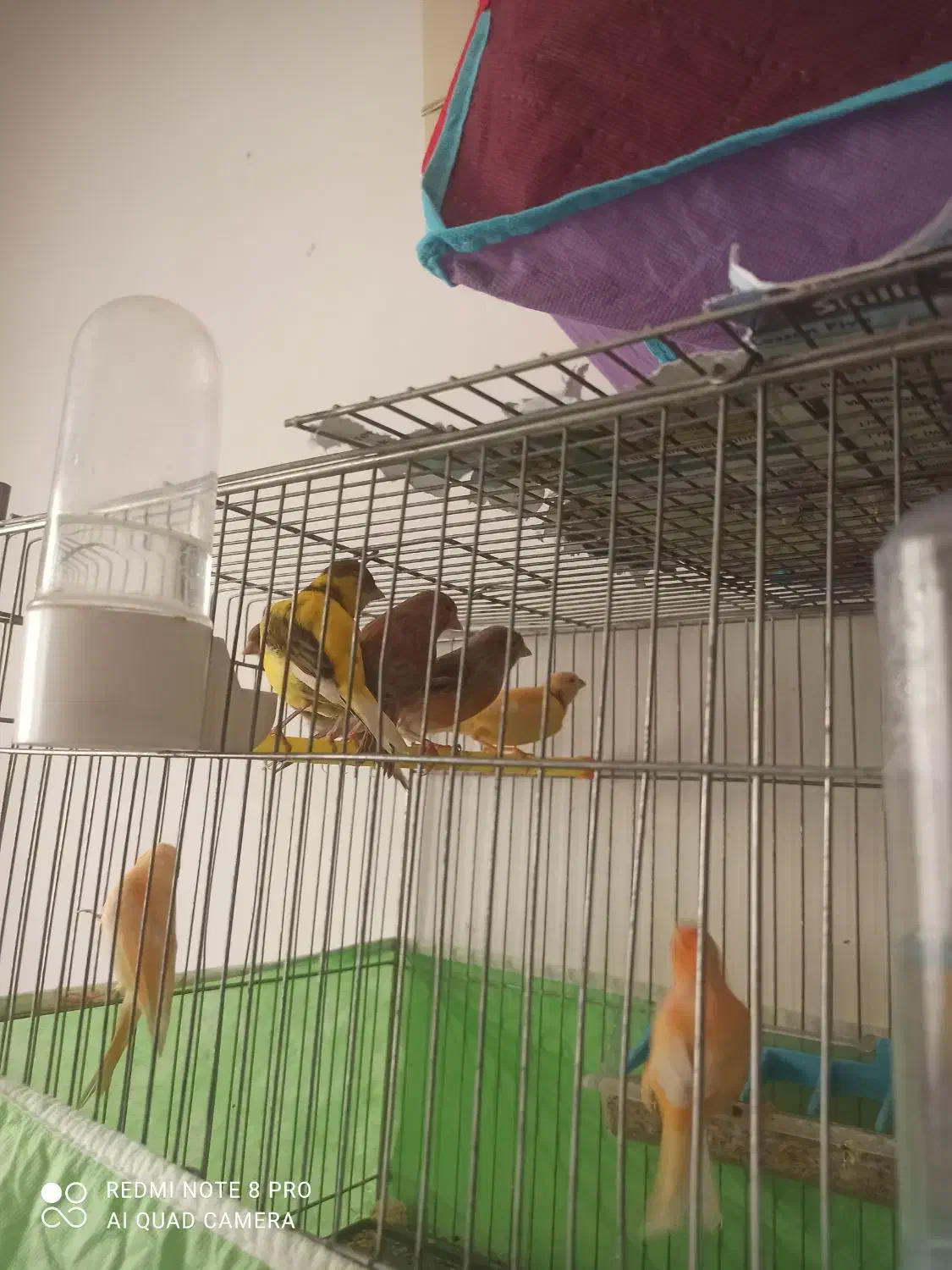 تعدادی قناری نروماده با کیفیت|پرنده|تبریز, |دیوار