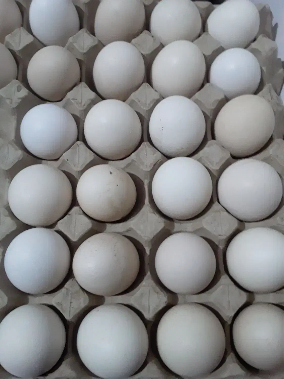 تخم مرغ خانگی|خوردنی و آشامیدنی|تربت جام, میان جام|دیوار