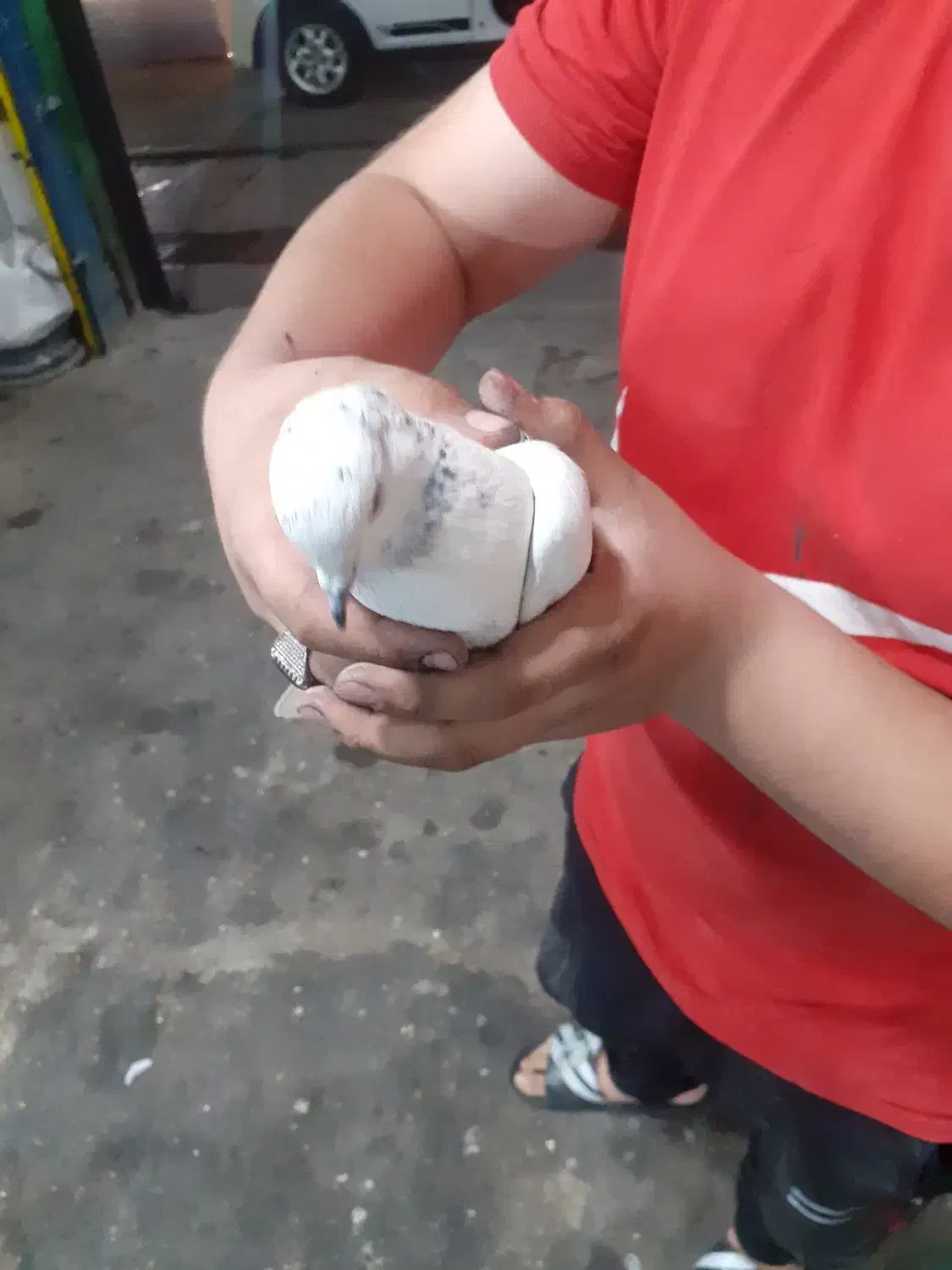 ۶تاکفتر به علت نبودن جامی فروشم|پرنده|اسلامشهر, شهرک محمدیه|دیوار