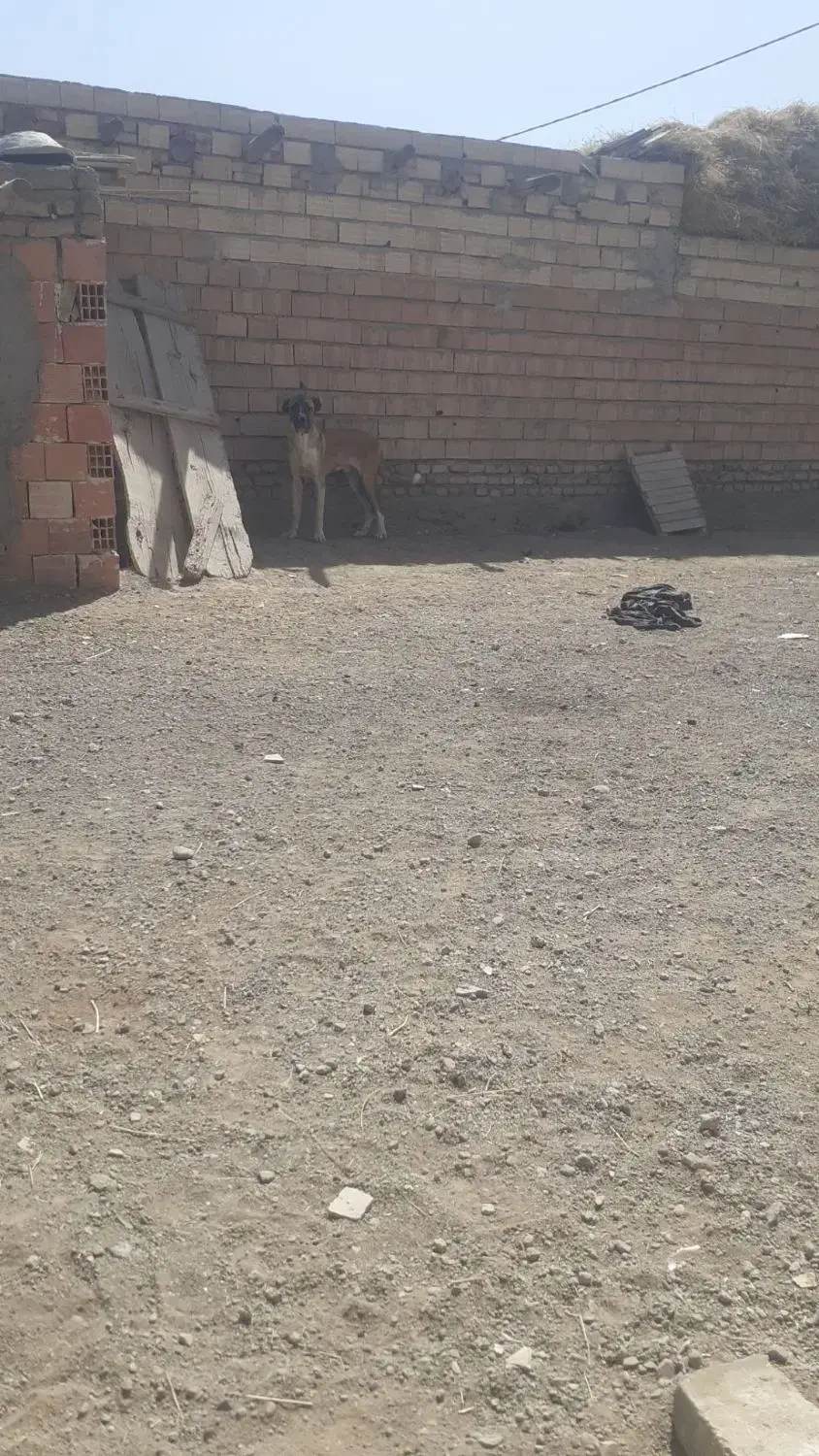 سگ سرابی|سگ|یامچی, |دیوار