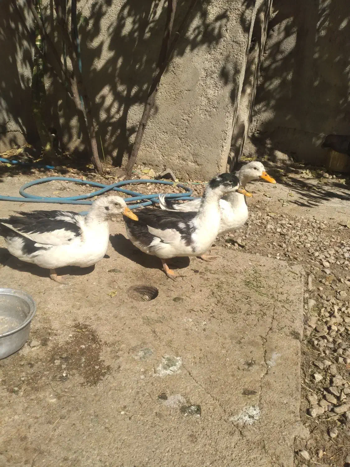 ۴عدد مرغابی|حیوانات مزرعه|بانش, |دیوار