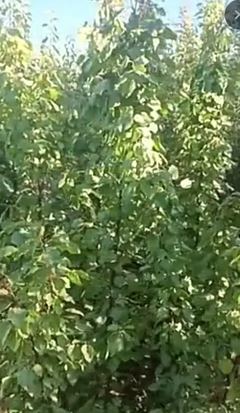 صنوبر یکساله|گل و گیاه طبیعی|میاندوآب, |دیوار