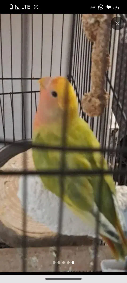 گمشده طوطی برزیلی|حیوانات|کرج, بنیاد|دیوار