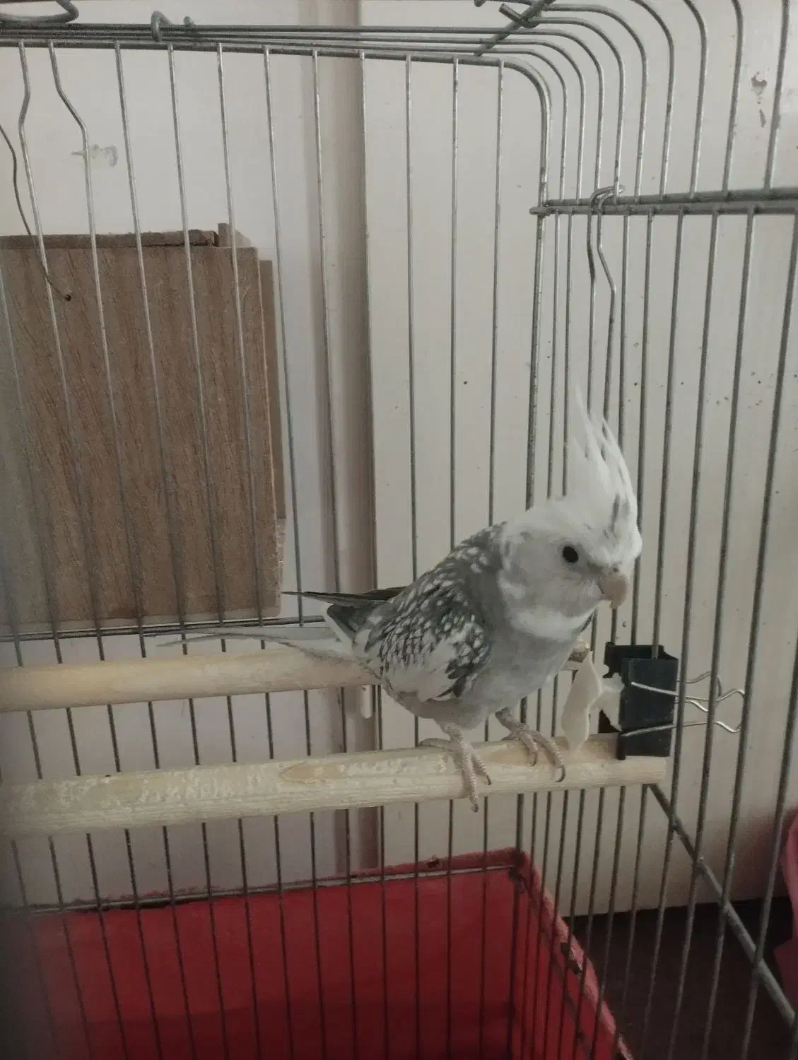 عروس هلندی نر|پرنده|پاکدشت, پاکدشت (مامازند)|دیوار