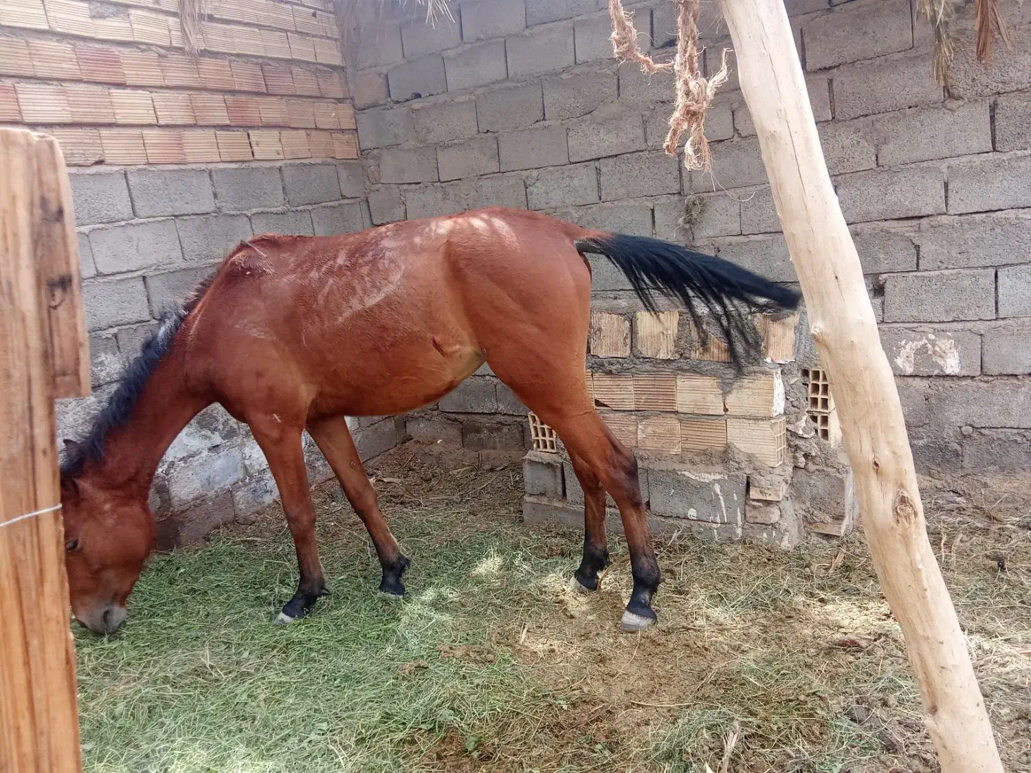 اسب|اسب و تجهیزات اسب‌سواری|کرمان, |دیوار