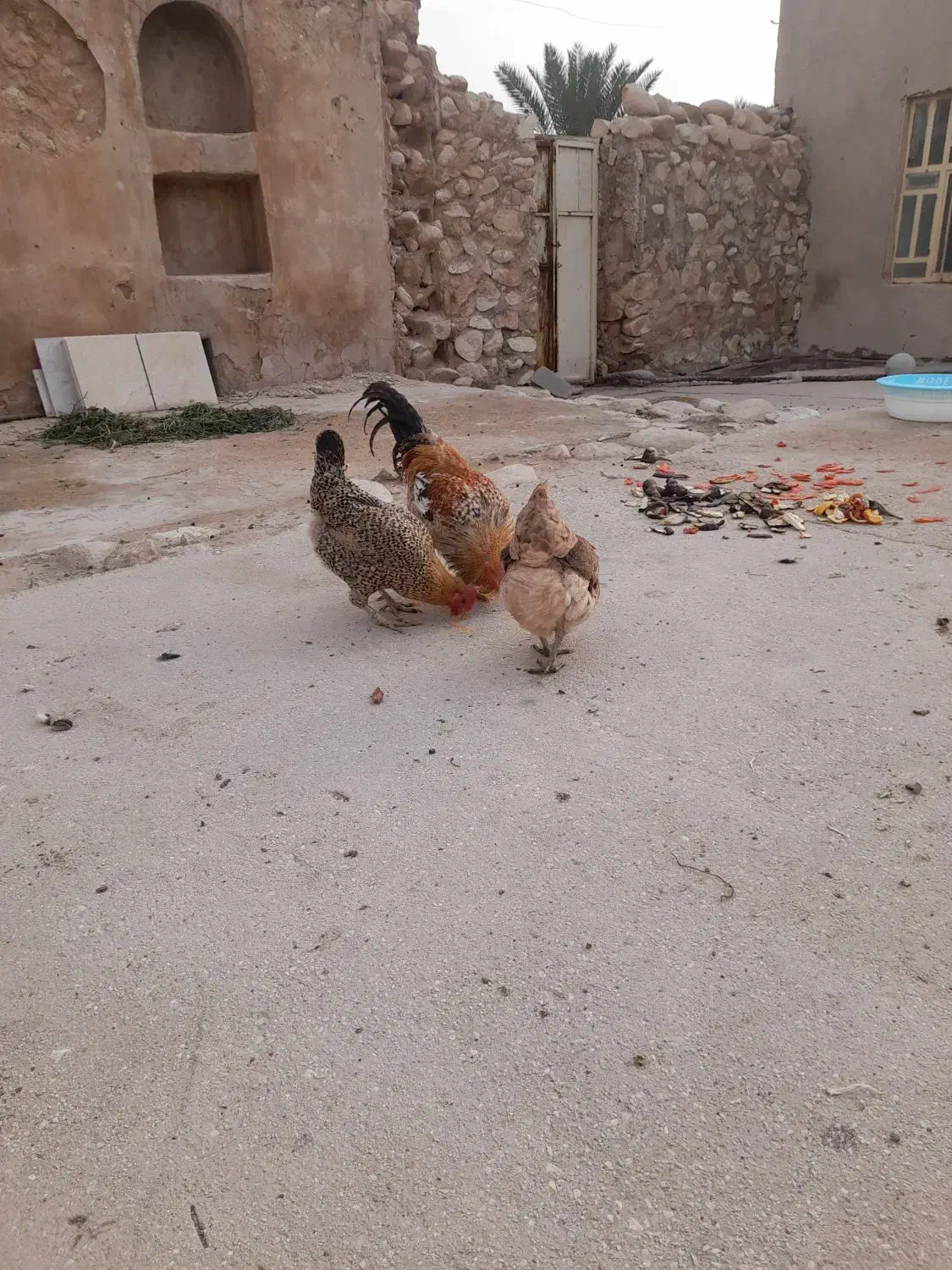 مرغ محلی|حیوانات مزرعه|جم, |دیوار