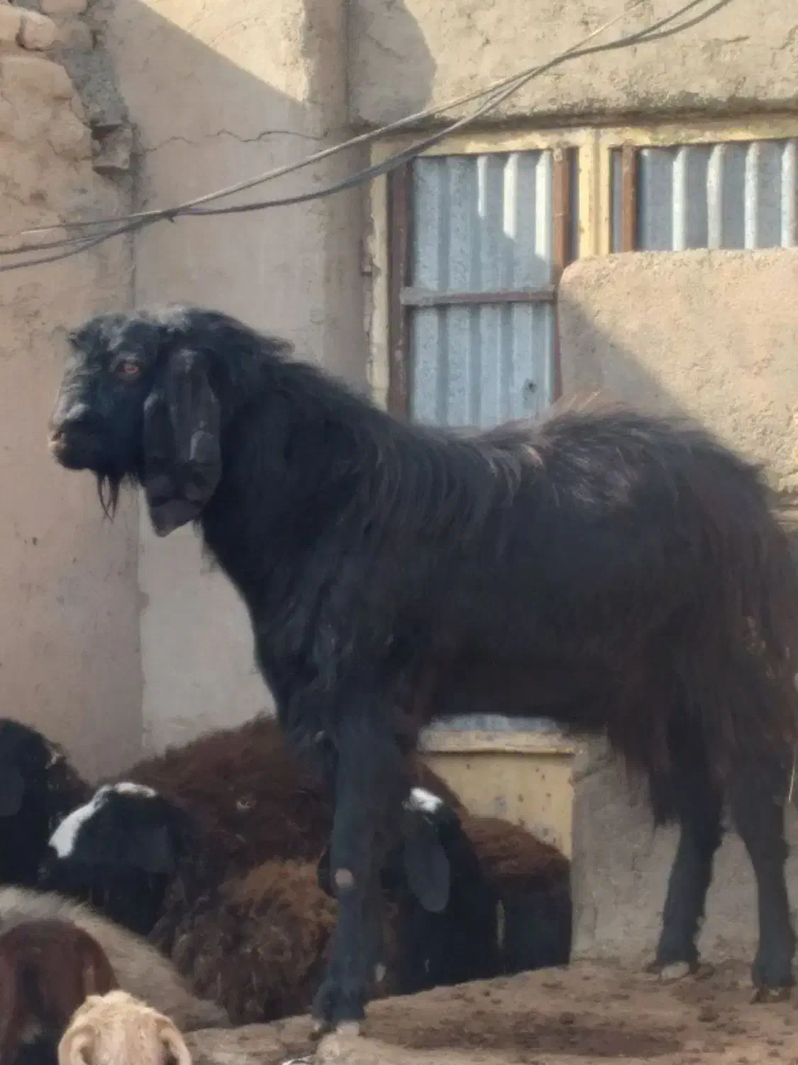 بزغاله یک ساله ونیم|حیوانات مزرعه|تاکستان, |دیوار