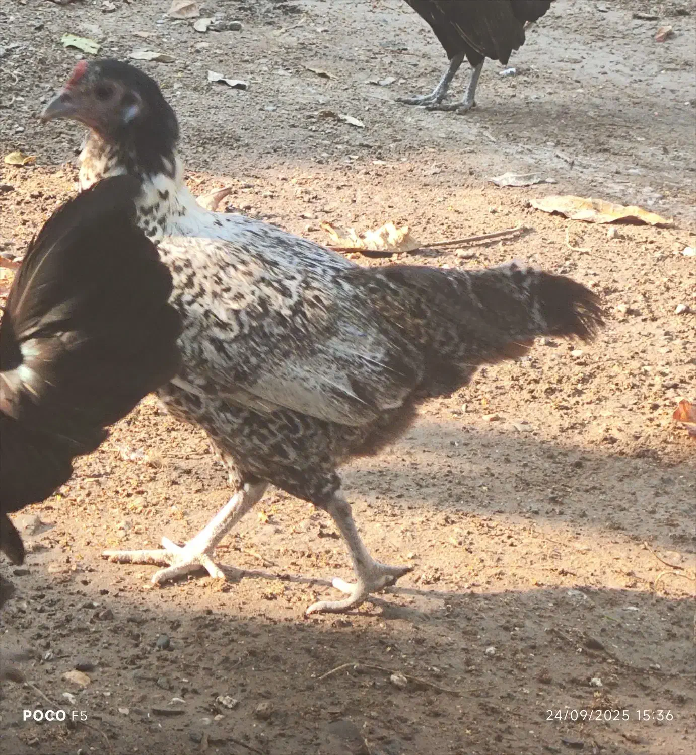 یک عدد مرغ  سیبریت مینیاتوری  قیمت 600هزار تومان|حیوانات مزرعه|میناب, |دیوار