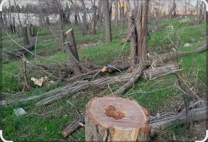 خرید چوب وقطع بیشه|خدمات باغبانی و درختکاری|بروجرد, |دیوار