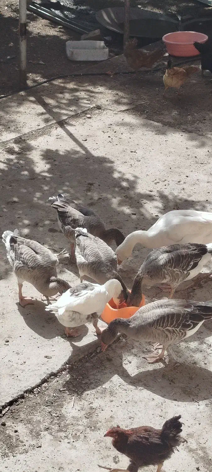 هفت عدد غاز محلی دونه ای|حیوانات مزرعه|کوهسار (البرز), |دیوار