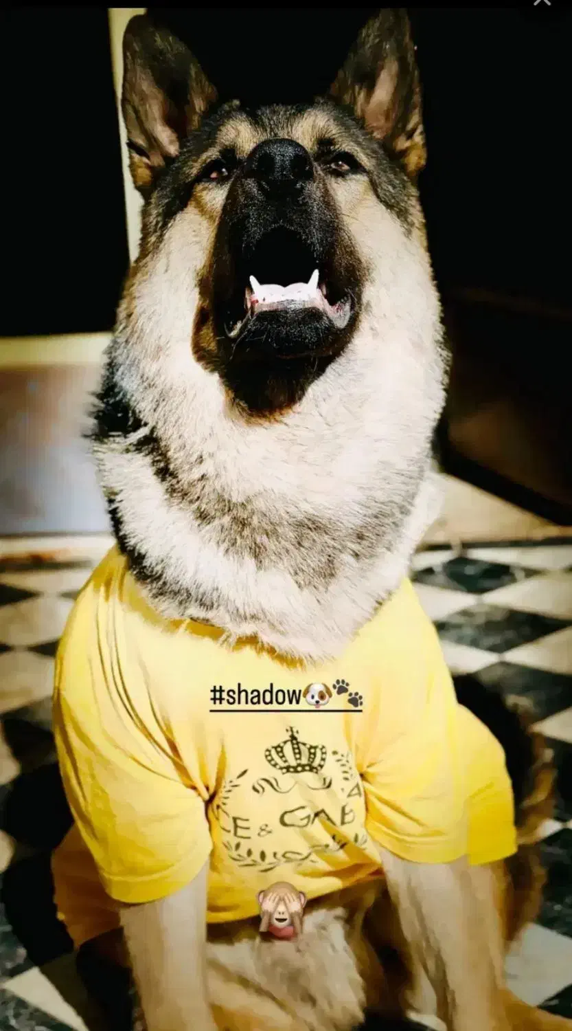 ژرمن شولاین|سگ|خرمآباد, |دیوار