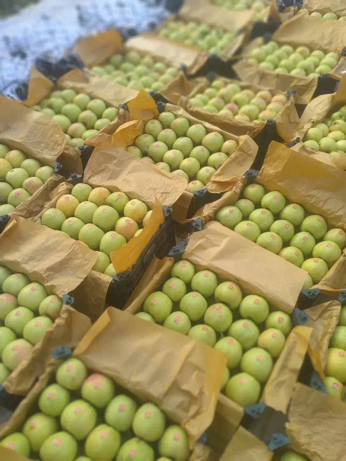 سیب ۳ردیف درجه۱|خوردنی و آشامیدنی|سیلوانه, |دیوار